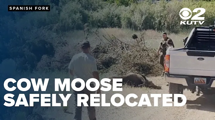 WATCH: Cow moose safely relocated after seen wandering near busy highway