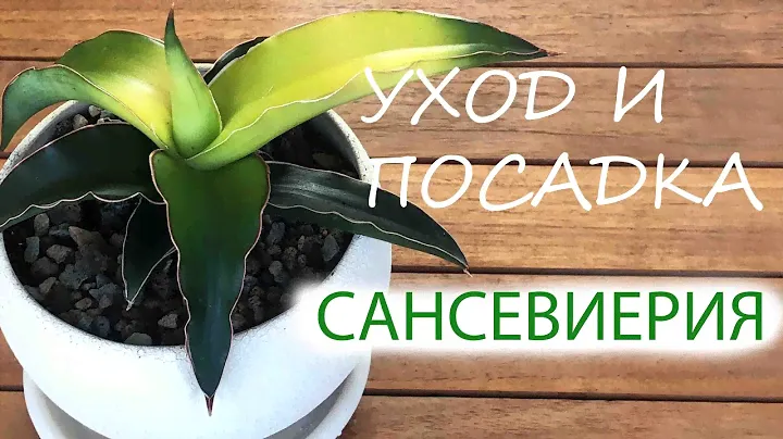 САНСЕВИЕРИЯ | УХОД И ПОСАДКА