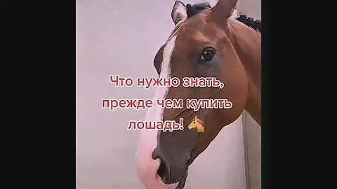 Что нужно знать прежде чем купить лошадь! 🐴