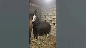 kathiyawadi beautiful colt#horselover #horselover #horse #love
