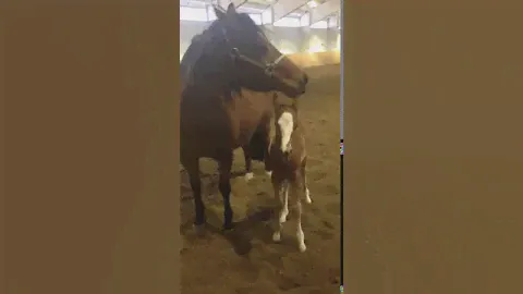 Teletubby and her new colt