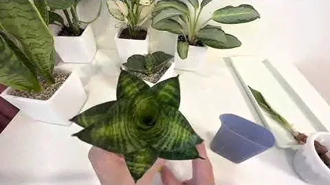 Пересадка новых Сансевиерий￼🌱 / #сансевиерия