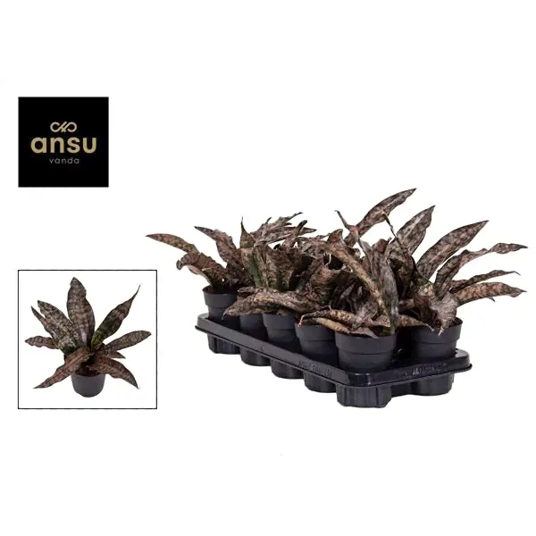 Сансевиерия Звездный Каньон Гранит ( Sansevieria Star Canyon Granite ) W 11 см H 25 см-0