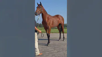 He’s kinda a big deal #horse #equestrian #yearling #thoroughbred #racehorse #horseracing #colt
