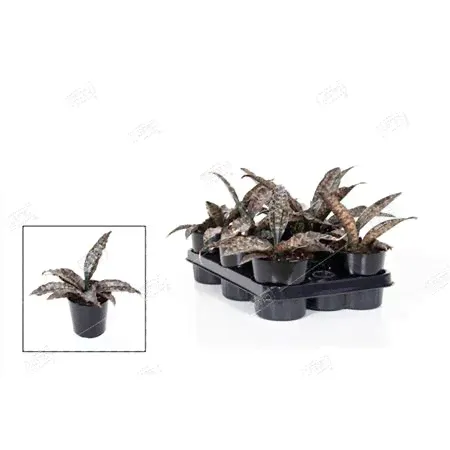 Сансевиерия Стар Каньон Гранит Sansevieria Star Canyon Granite 35/12-0