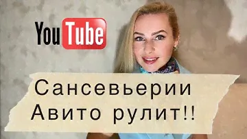 Сансевьерии с авито и не только!